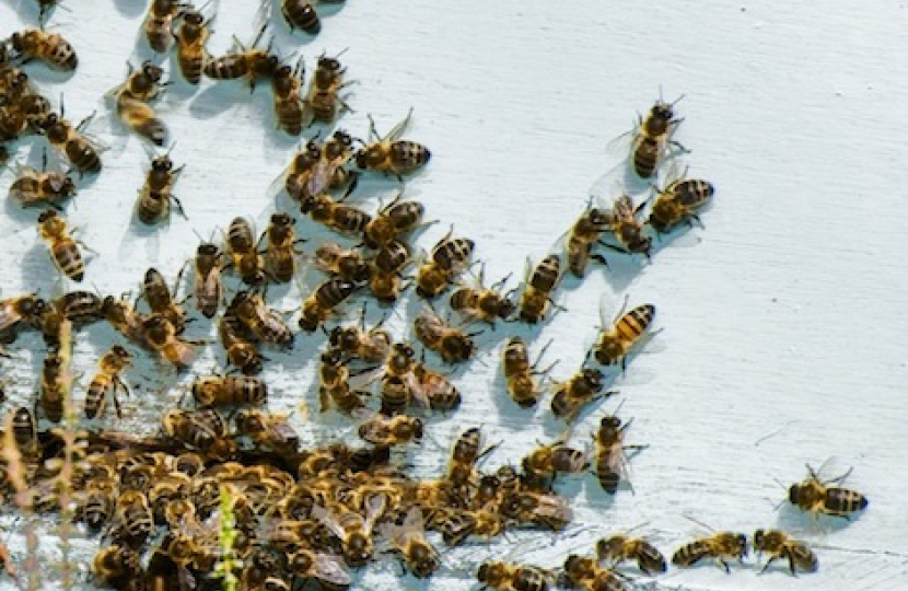 bees