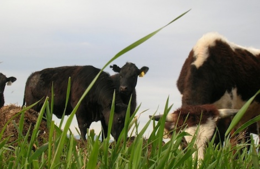 cow