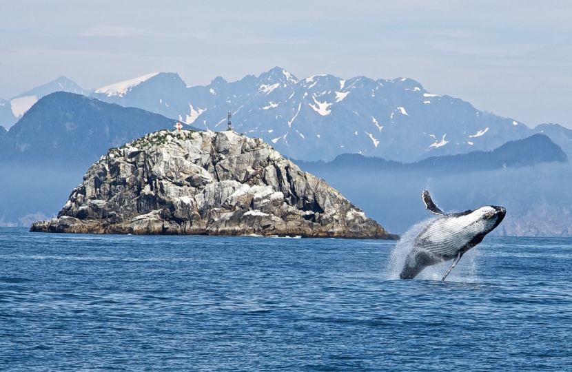 whale