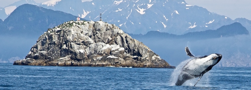 whale