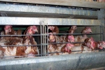 hens