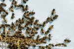 bees