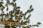 bees