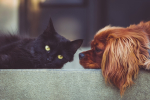 dogs