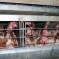 hens