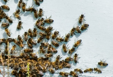 bees