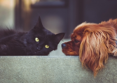 dogs