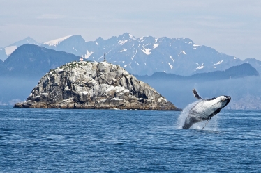 whales