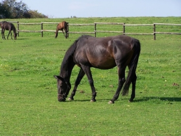 horse